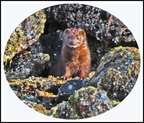 KakushdishMinkJun2018-Untitled-1