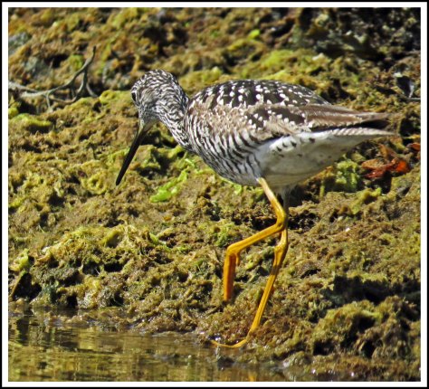 KakushdishYellowLegsJun2018-IMG_2892_edited-1