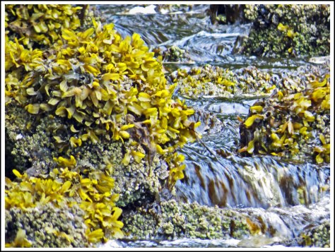 KisameetCreekJun2018-IMG_1559_edited-1