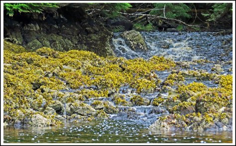 KisameetCreekJun2018-IMG_1571_edited-1