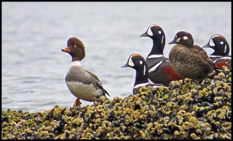 KisameetGoldeneyeHarlequinsJun2018-IMG_1591_edited-1