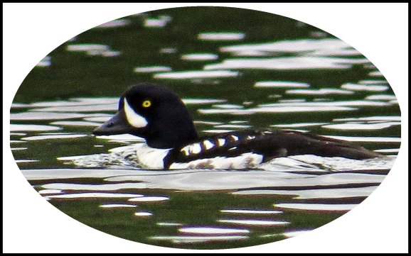 KisameetGoldeneyeJun2018-8