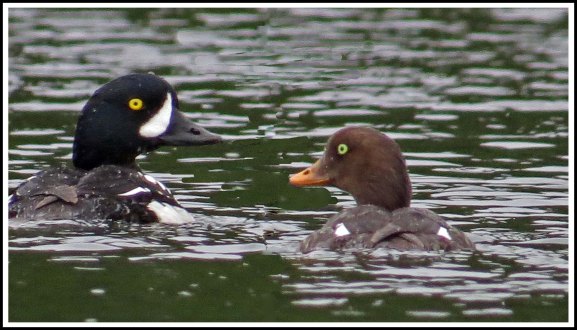 KisameetGoldeneyeJun2018-IMG_1615_edited-1