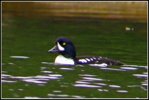 KisameetGoldeneyeJun2018-IMG_1696_edited-1