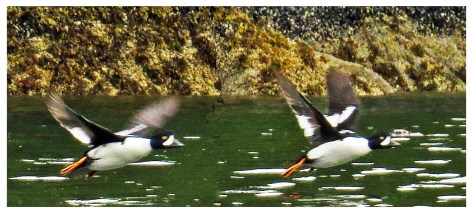 KisameetGoldeneyesJun2018-IMG_1759_edited-1