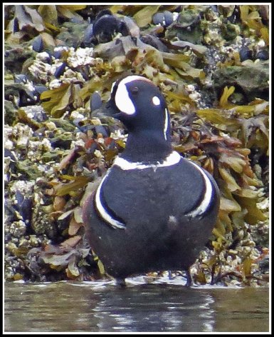 KisameetHarlequinJun2018-IMG_1606_edited-1