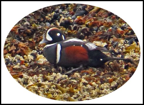 KisameetHarlequinJun2018-