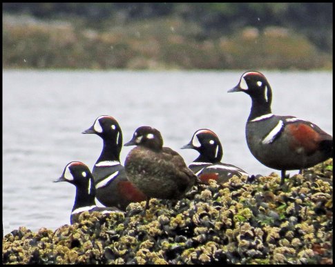 KisameetHarlequinsJun2018-IMG_1592_edited-1