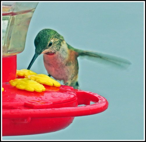 KisameetHummerJun2018-IMG_1789_edited-1