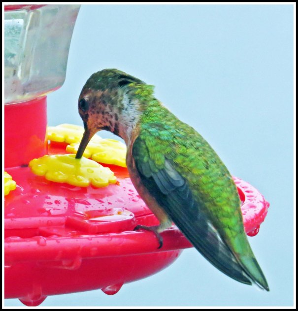 KisameetHummerJun2018-IMG_1899_edited-1