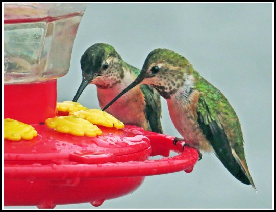 KisameetHummers-1-Jun2018-