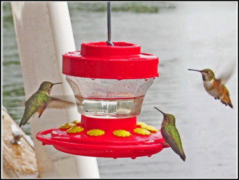 KisameetHummersJun2018-IMG_1881_edited-2