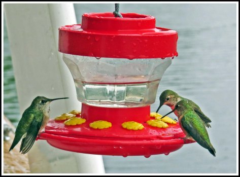 KisameetHummersJun2018-IMG_1884_edited-1