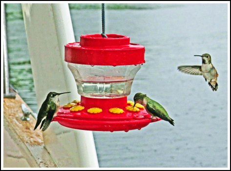 KisameetHummersJun2018-IMG_1886_edited-1