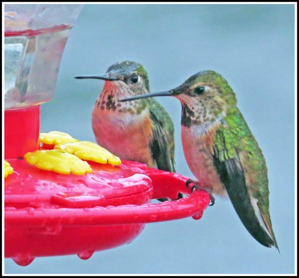 KisameetHummersJun2018-IMG_1933_edited-1