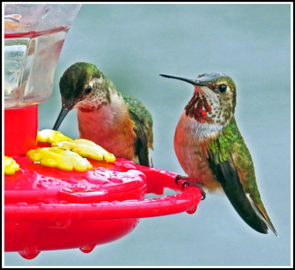 KisameetHummersJun2018-IMG_1935_edited-1