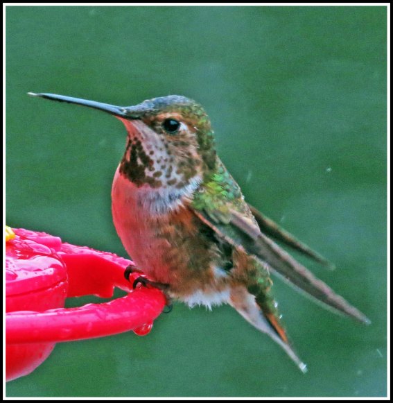 KisameetHummersJun2018-IMG_1949_edited-1