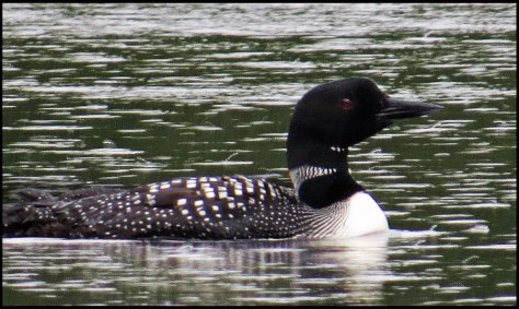 KisameetLoonJun2018-IMG_1840_edited-1