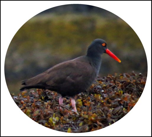 KisameetOystercatcherJun2018-1Untitled-1