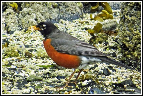 KisameetRobinJun2018-IMG_1621_edited-1