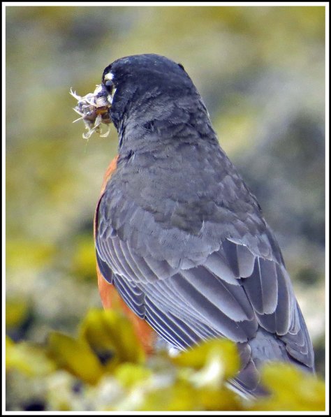 KisameetRobinJun2018-IMG_1645_edited-1