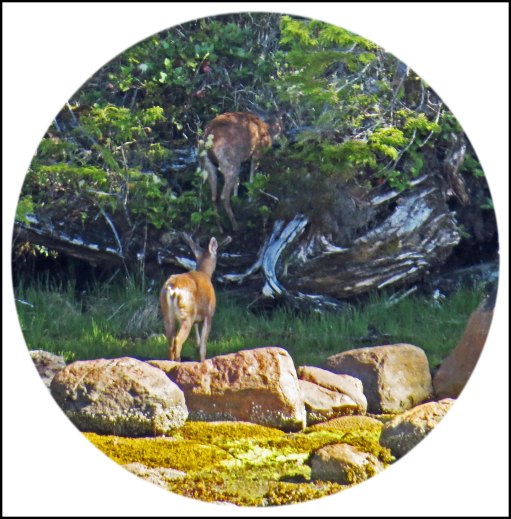 KwakumeDeerMay2018-1