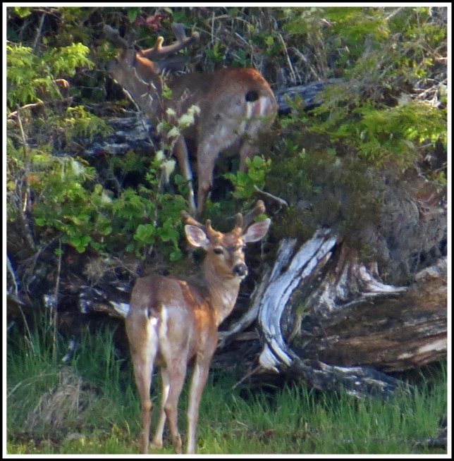KwakumeDeerMay2018-IMG_1348_edited-1