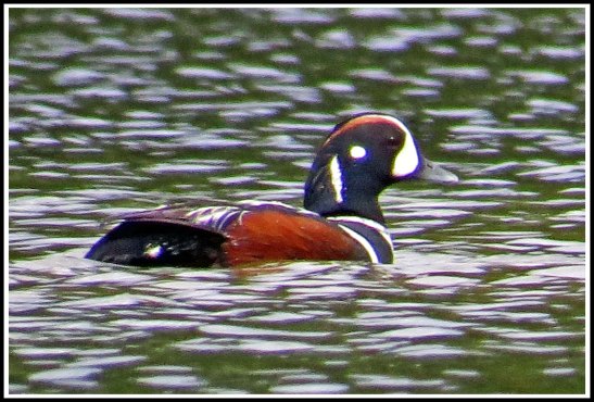 KwakumeHarlequinJun2018-IMG_1369_edited-1