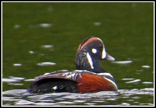 KwakumeHarlequinJun2018-IMG_1375_edited-1