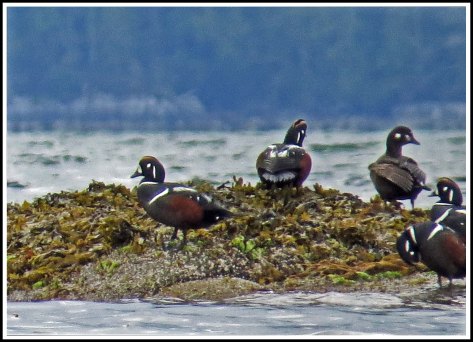 KwakumeHarlequinJun2018-IMG_1417_edited-1