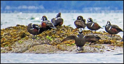 KwakumeHarlequinJun2018-IMG_1423_edited-1