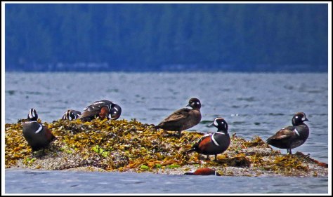 KwakumeHarlequinJun2018-IMG_1454_edited-1