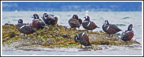 KwakumeHarlequinsJun2018-IMG_1422_edited-1