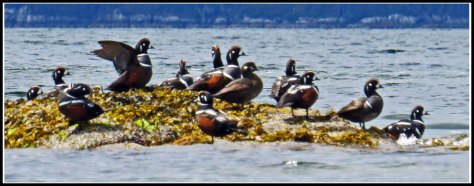 KwakumeHarlequinsJun2018-IMG_1456_edited-1