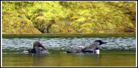 KwakumeLoonsJun2018-IMG_1363_edited-1