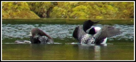 KwakumeLoonsJun2018-IMG_1364_edited-1