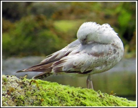 KwakumeSeagullJun2018-IMG_1354_edited-1