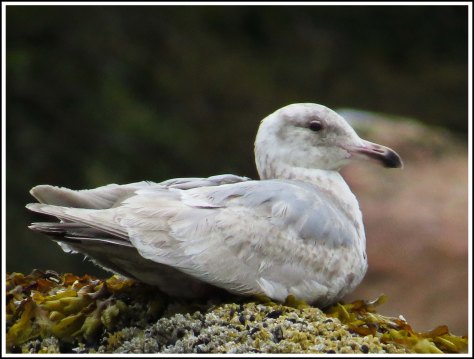 KwakumeSeagullJun2018-IMG_1357_edited-1