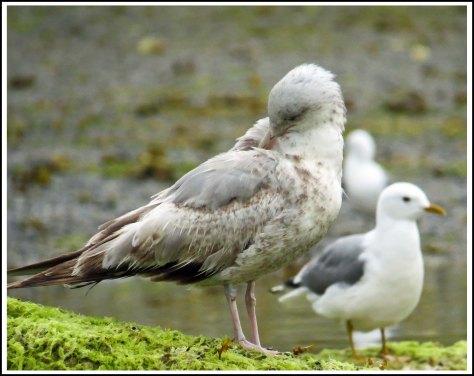 KwakumeSeagullJun2018-IMG_1360_edited-1