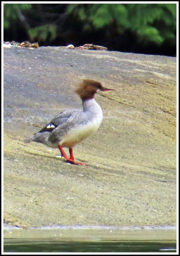 MerganserNashJun2018-IMG_3773_edited-1