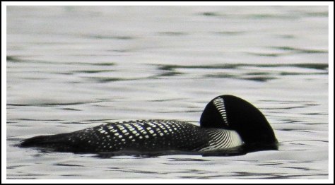 NashLoonJun2018-IMG_3444_edited-1