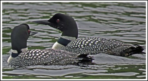 NashLoonsJun2018-IMG_3537_edited-1