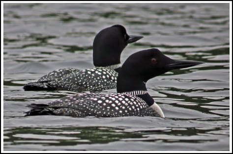 NashLoonsJun2018-IMG_3558_edited-1