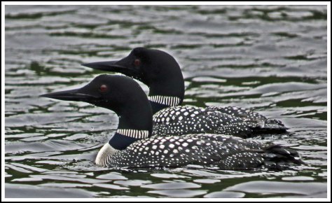 NashLoonsJun2018-IMG_3675_edited-1