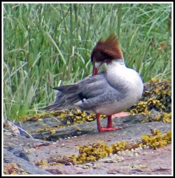 NashMeranserJun2018-IMG_3728_edited-1