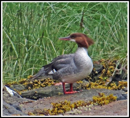 NashMerganserJun2018-IMG_3723_edited-1