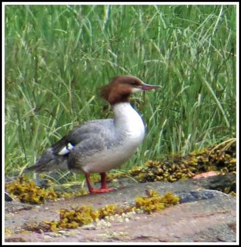 NashMerganserJun2018-IMG_3732_edited-1