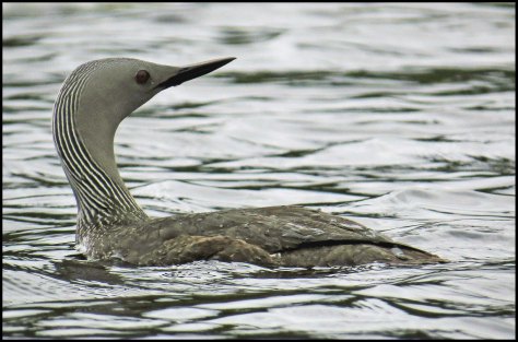 NashRedThroatedLoonJunj2018-IMG_3798_edited-1