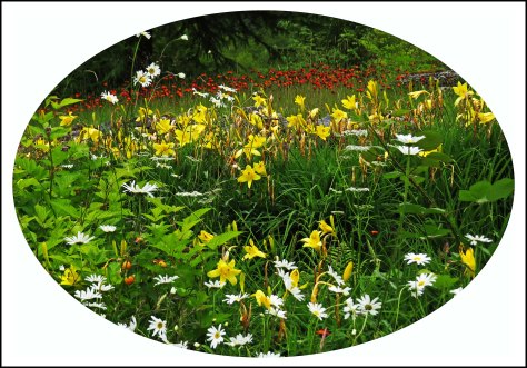 Ocean FallsWildflowersJun2018-.jpg