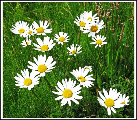 OceanFallsDaisiesJun2018-IMG_2753_edited-1